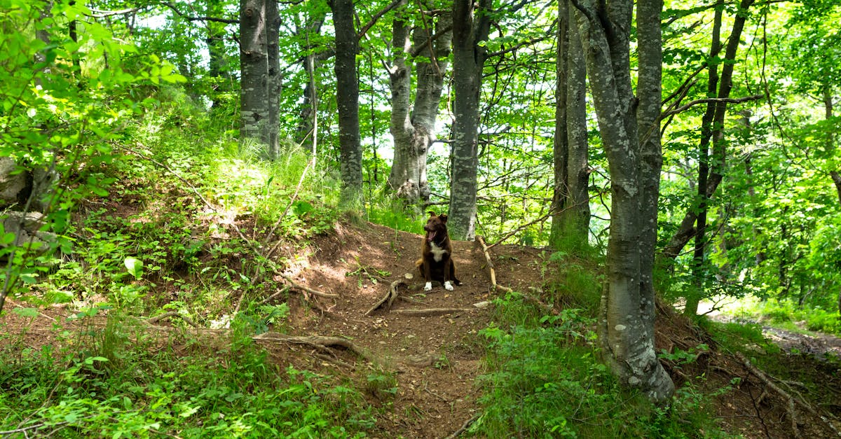 7 skrivenih lokacija na Zlatiboru koje turisti retko posećuju