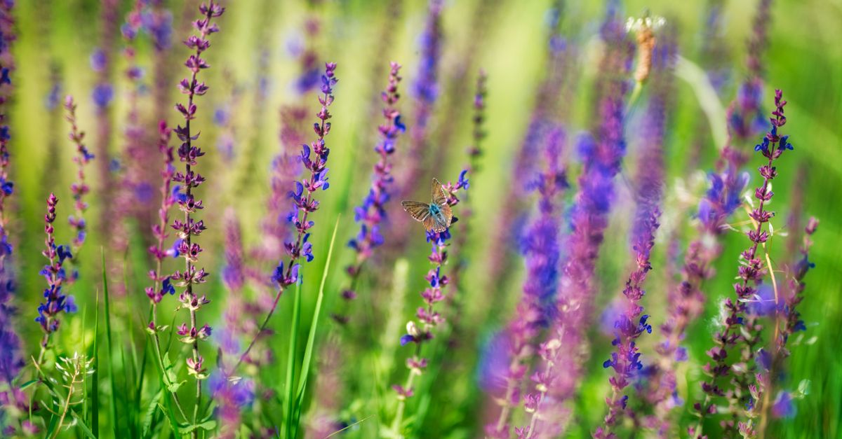 Planinska flora Zlatibora: Vodič kroz lečilice i samoniklo bilje
