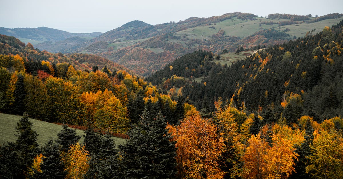 Zlatibor u jesen: Kada je najbolje vreme za posetu i šta videti
